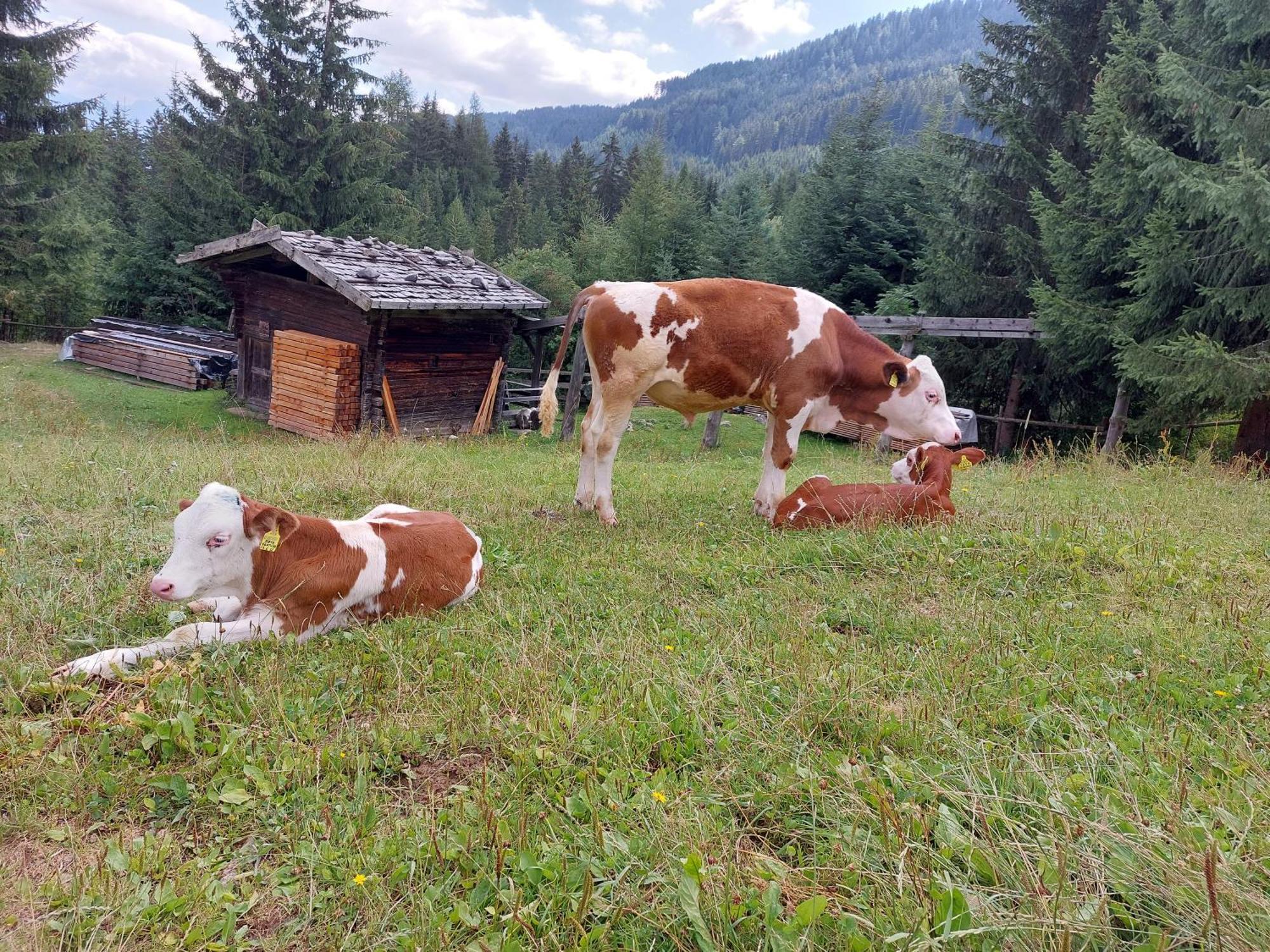 Blosegghof Bergchalets Waldblick Ratschings Exteriör bild